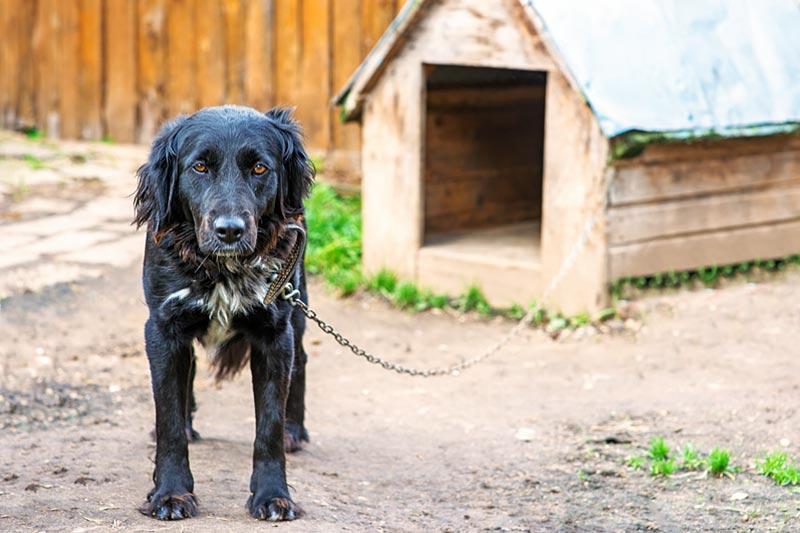 Hund aus Tierschutz an der Kette